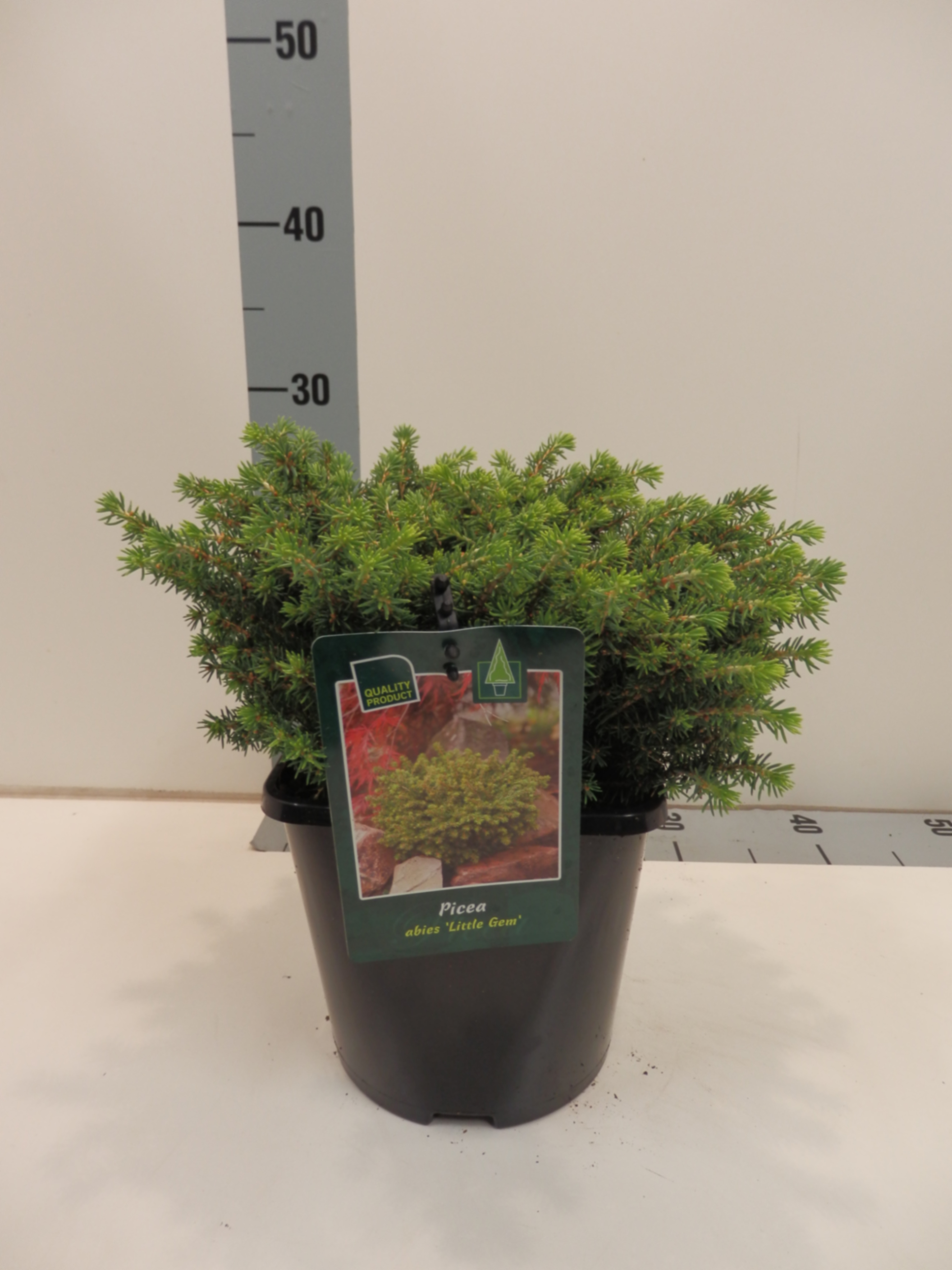 Ель обыкновенная Литтл Гем